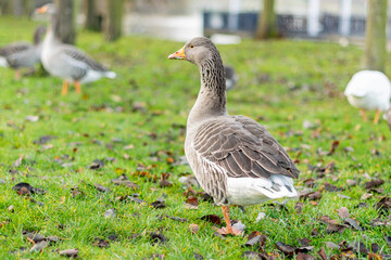 Closeup of beautiful greylag goose walking in the park with other geese behind. Brown patterned big bird looking for food, the largest and bulkiest of the wild geese native to the UK and Europe