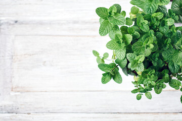 Fresh mint leaves.