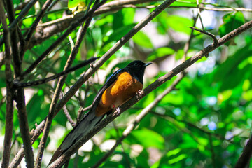 Bird in a tree on a branch