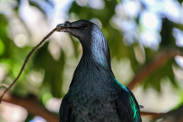 Portrait of an exotic Nicobar Pigeon 