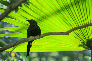 Bird against a green leaf background 