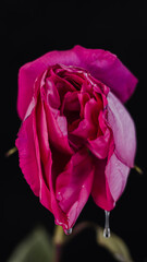 A rosebud mimicking a female vulva. Flower vagina with lubrication on a black background. Close-up. Women's sexuality, lifestyle.