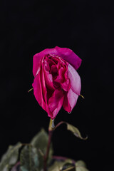 A rosebud mimicking a female vulva. Flower vagina with lubrication on a black background. Close-up....