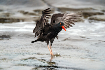 Oystercatcher, La Jolla, California