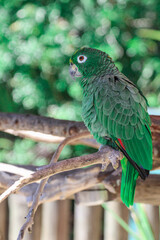 Portrait of a Green Parrot Bird 