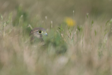 Common kestrel (Falco tinnunculus) in De Biesbosch National Park.