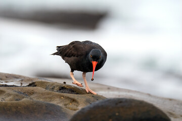 Oystercatcher, La Jolla, California