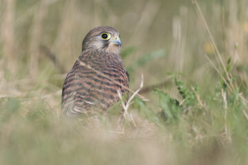 Common kestrel (Falco tinnunculus) in De Biesbosch National Park.