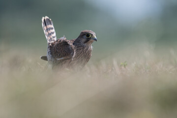 Common kestrel (Falco tinnunculus) in De Biesbosch National Park.