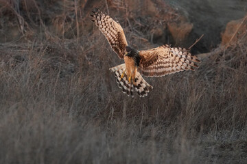 Northern harrier. San Diego, California