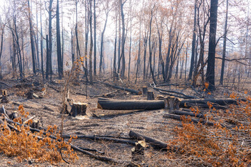 The Beachie wildfire swept through this forest near Mill City Oregon