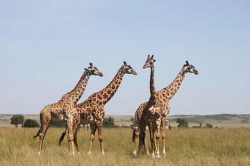 Giraffenherde