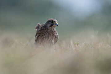 Common kestrel (Falco tinnunculus) in De Biesbosch National Park.