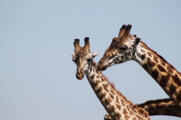 Giraffe