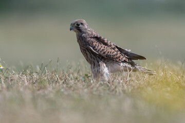 Common kestrel (Falco tinnunculus) in De Biesbosch National Park.