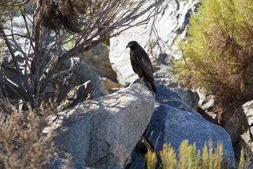 Red-tailed Hawk