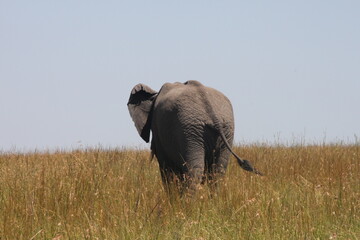 Elefant von hinten