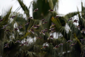 Cedar waxwings flying