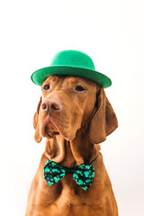 Beautiful red-haired hungarian vizsla dog celebrating st patrick's day on a white background 
