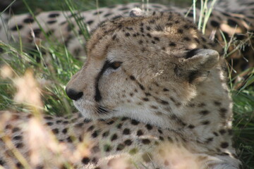 Gepard © Stephanie