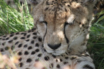 Gepard