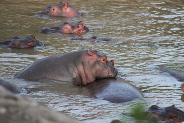 Fototapeta premium Baby-Nilpferd