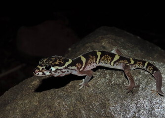 Gekko escorpión 
