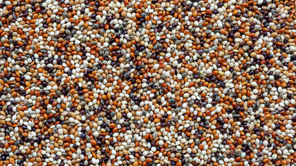 Close up of three colors millet for a small dove.