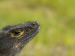 Lagarto garrobo 