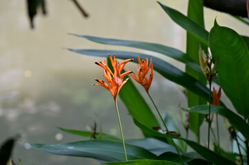 Obraz premium Blooming Heliconia rostrata (Hanging Heliconia, Lobster Claw or false bird-of-paradise) flower with green leaf background. Concept of beautiful flowers of Thailand. 