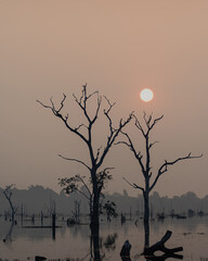 silhouette of a tree