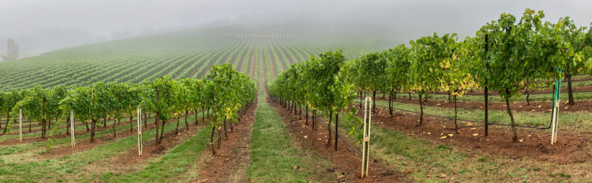 A panorama image of a vineyard on a foggy day near Salem Oregon