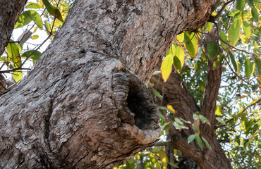 Obraz premium The hollow of a bird in a tall tree.