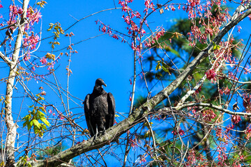 Scenic black turkey vulture with pink flowers in a tree