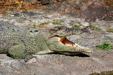 Crocodile basking in the sun 