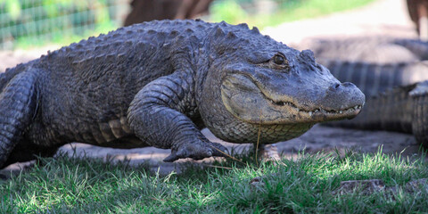 Alligator walking through the grass