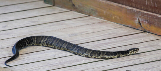 snake on the ground