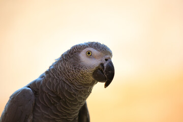 Head of a congo grey parrot