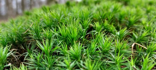 Closeup of star moss with a forest background