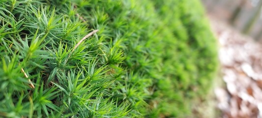 Closeup of star moss with a forest background