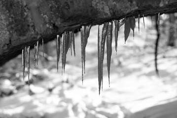Eizzapfen Winter Graustufen schwarz weiß KontrastMakro transparent klar durchscheinend Detail...
