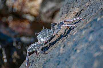 Crab on a rock on the beach.