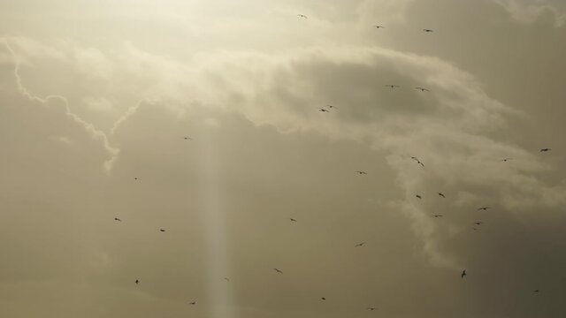 Flock of birds circling cloudbreak sunbeam slow motion