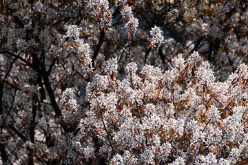 White flowering trees in spring in Europe