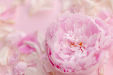 Fototapeta na wymiar Delicate beautiful pink color floral background. Peony flower and petals. Spring romance tenderness love. Copyspace place for text. Banner postcard. Mother's Day 8 March. Flowering buds bloom flora