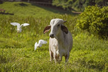 white cow on the grass