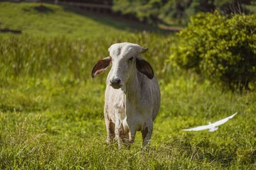white cow on the grass