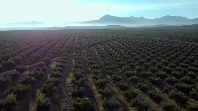 La inmensidad, mar de olivos