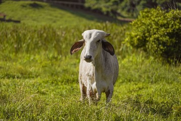 white cow on the grass