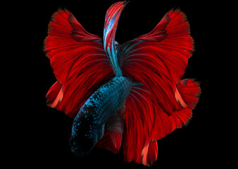 siamese fighting fish like red flower